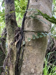 Blechnum filiforme