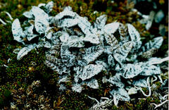 Anisotome lanuginosa