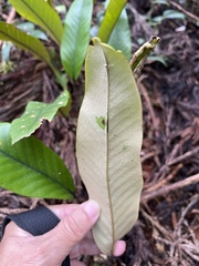 Pyrrosia lingua