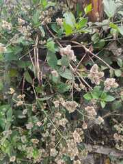 Alternanthera bettzickiana