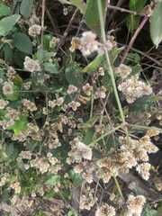 Alternanthera bettzickiana