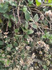 Alternanthera bettzickiana