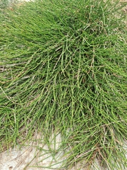 Casuarina glauca