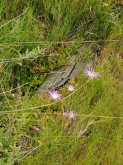 Lissolepis coventryi