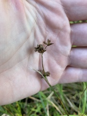 Juncus xiphioides