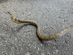 Phrynonax poecilonotus