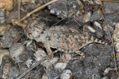 Phrynosoma solare