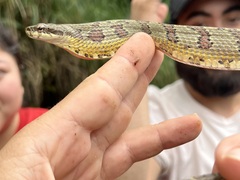 Phrynonax poecilonotus