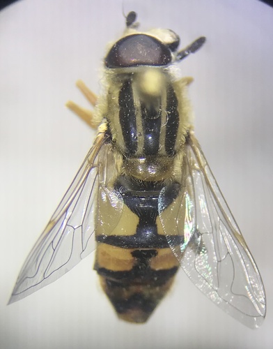 Broad-headed Marsh Fly photo 6