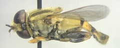 Helophilus latifrons