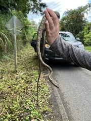 Phrynonax poecilonotus