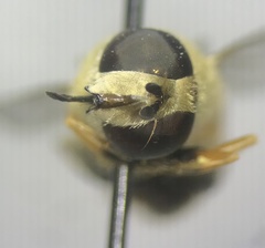 Helophilus latifrons