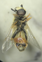 Helophilus latifrons