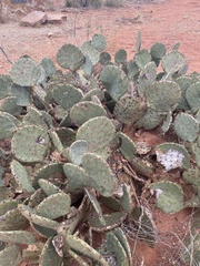 Opuntia orbiculata