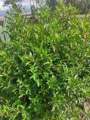 Baccharis latifolia