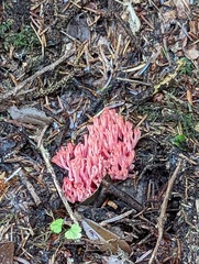 Ramaria araiospora