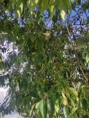 Prunus serotina salicifolia