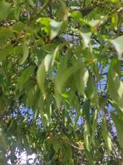 Prunus serotina salicifolia