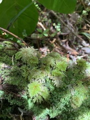 Hypnodendron