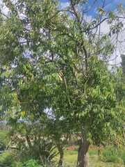 Prunus serotina salicifolia