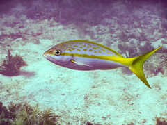 Ocyurus chrysurus