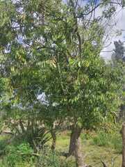 Prunus serotina salicifolia