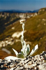 Craspedia lanata elongata