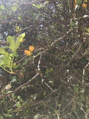 Cupaniopsis anacardioides