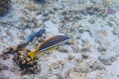 Lutjanus carponotatus