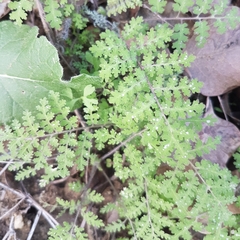 Hydrophylloideae