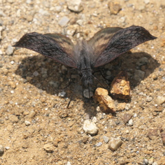 Theagenes dichrous