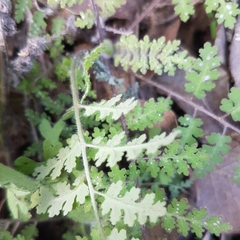 Hydrophylloideae