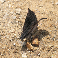 Theagenes dichrous