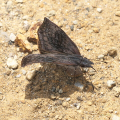 Theagenes dichrous
