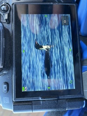 Aptenodytes forsteri