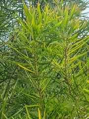 Acacia cognata