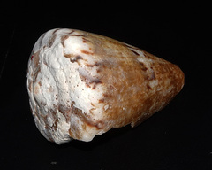 Conus capitaneus