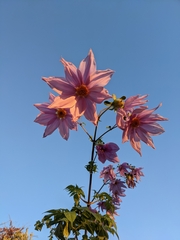Dahlia imperialis