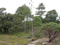Agave maximiliana maximiliana