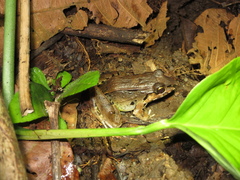 Leptodactylus savagei