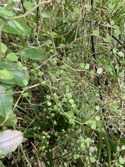 Melicytus micranthus