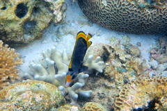 Chaetodon flavirostris