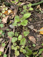 Rubus australis