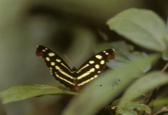 Catonephele mexicana