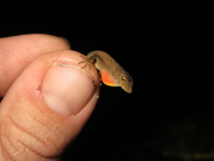 Anolis humilis