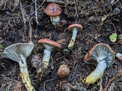 Gomphidius subroseus