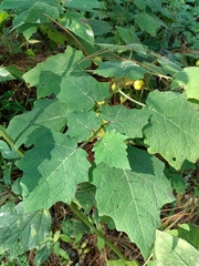 Solanum myriacanthum