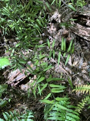 Podocarpus laetus