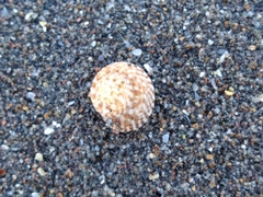 Coelotrochus tiaratus