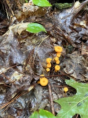 Gloioxanthomyces nitidus